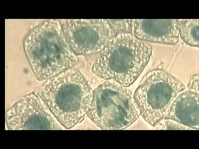 1.6 Skill: Identifying stages of mitosis under a microscope and on a micrograph