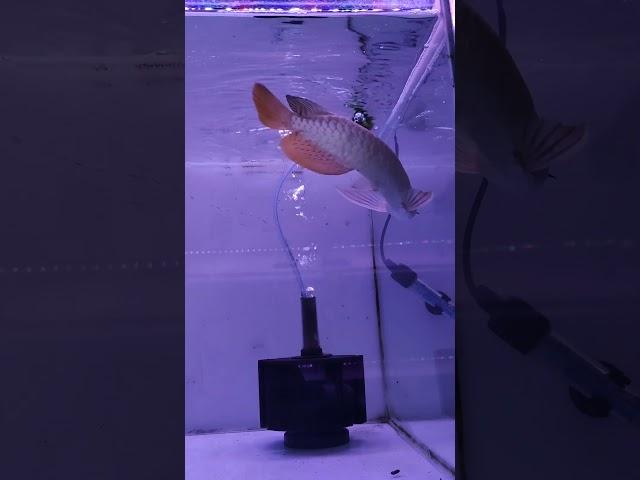RTG Arowana fish #arowana #song #newsong #music