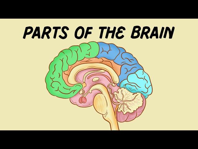 Parts of the Brain