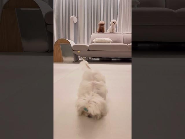 집사야, 이건 내가 잘하는 거라구~ #아기티티