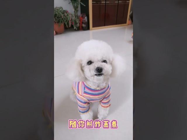 Cute Puppy lovely  Care #short #3211