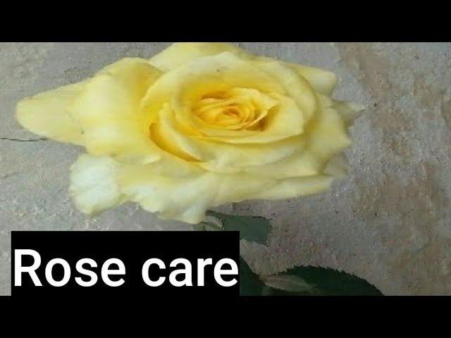 Your Professional Maali wouldn't tell you ! Powerful Tips for growing & Caring Rose plants