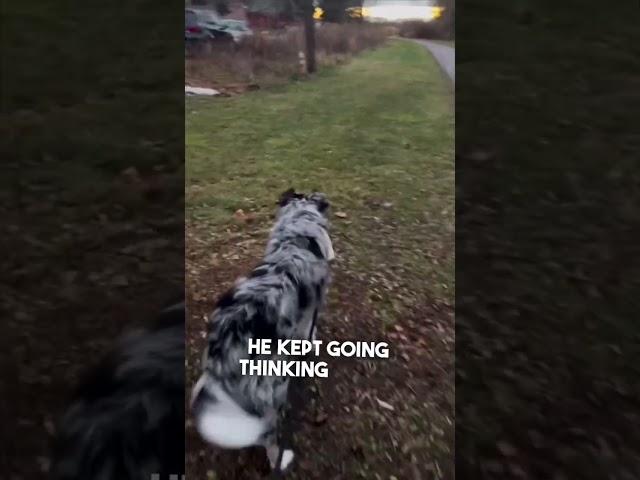 Dog recognizes her in public after not seeing her for 6 months ️