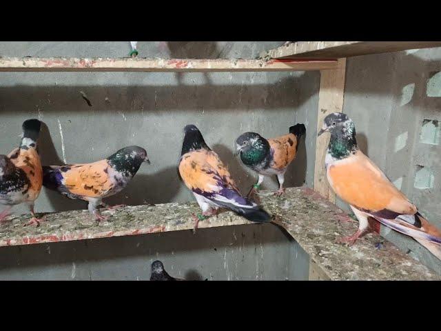 parwaji kabutar baazi wale Mohsin jutt Lahore
