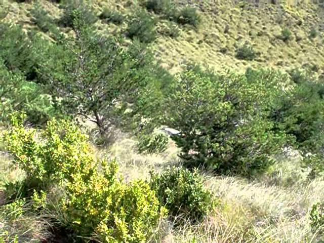 Levante de liebre