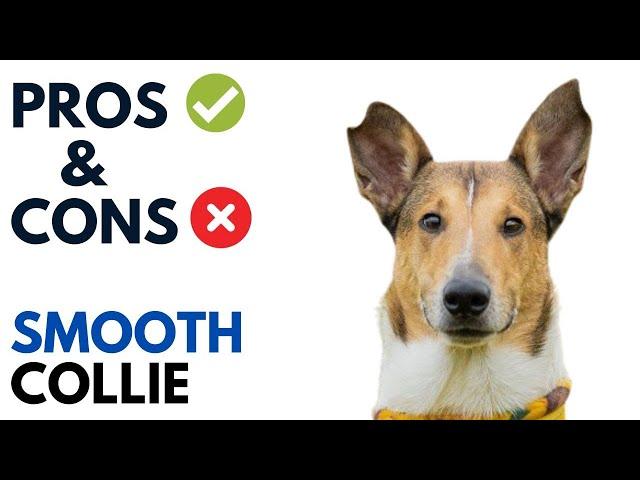 Smooth Collie Pros and Cons | Smooth Collie  Advantages and Disadvantages