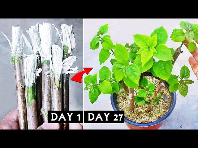 FASTEST Way To Grow Bougainvillea From Cuttings ONLY Few People Know