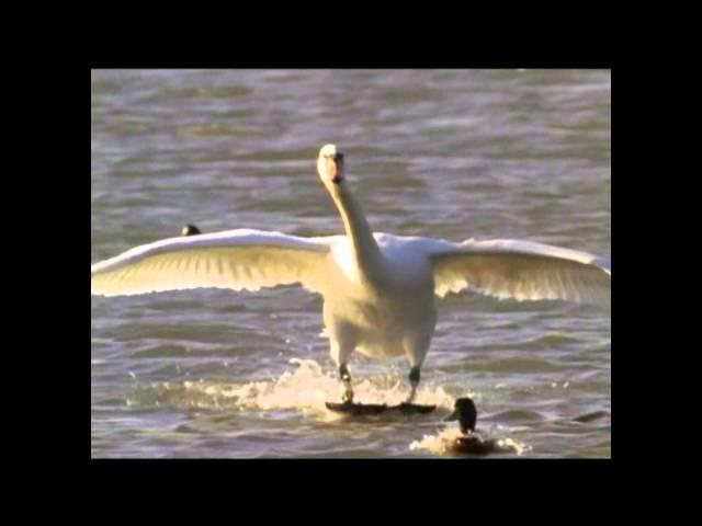 Andre Brasseur - Early Bird