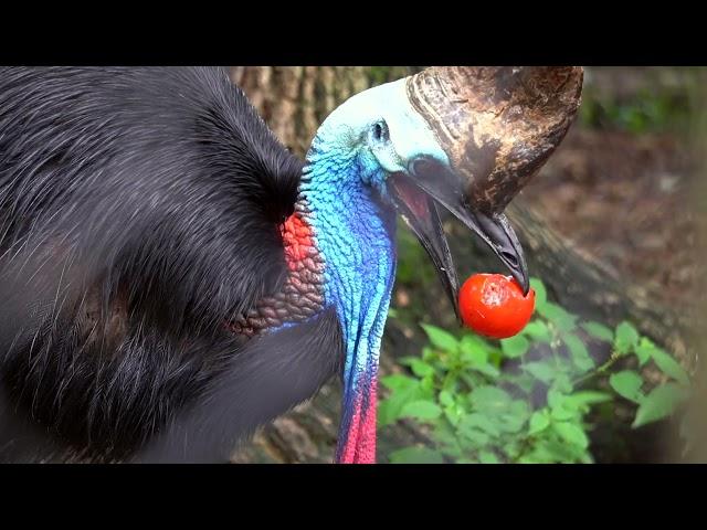 Southern Cassowary