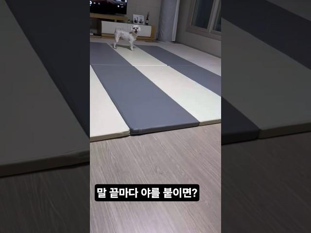 귀여워 보이는 방법 #강아지일상 #강아지브이로그 #호야