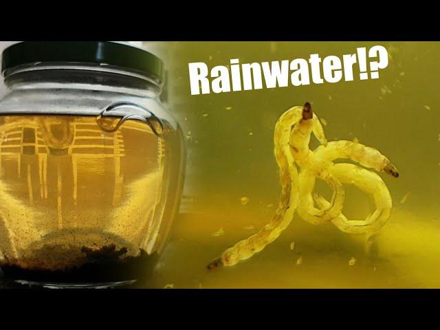 Seeing What Lives In Rainwater By Making A Closed Ecosystem