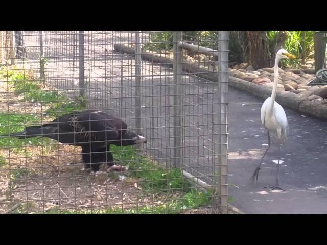 Eagle attacks bird at Featherdale  Wildlife Park, Sydney, Australia