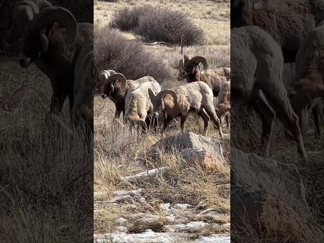 Bighorn sheep/Garden of the Gods #shorts #wildlife #animals #nature #wild #wildplanet #animalsworld