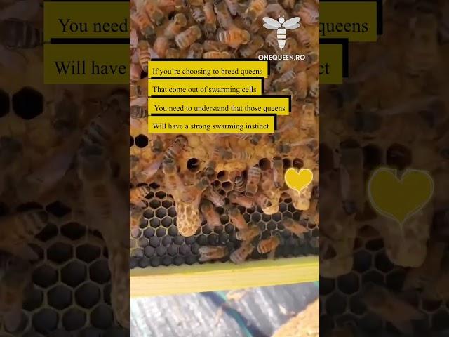 If you're choosing to breed queens that come out of swarming cells, you need to understand that..