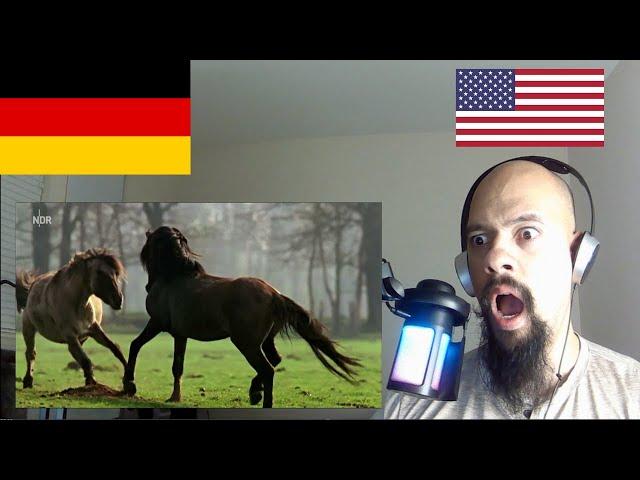 American Reacts To Germany Die Letzten Europas   Wildpferde im Münsterland | Germany Video