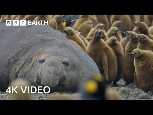 Incredible 4K Nature Scenes Narrated By David Attenborough | BBC Earth