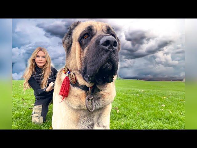 WOLF KILLER - THE MALAKLI KARABAŞ DOG - Deadly Giant Kangal ?