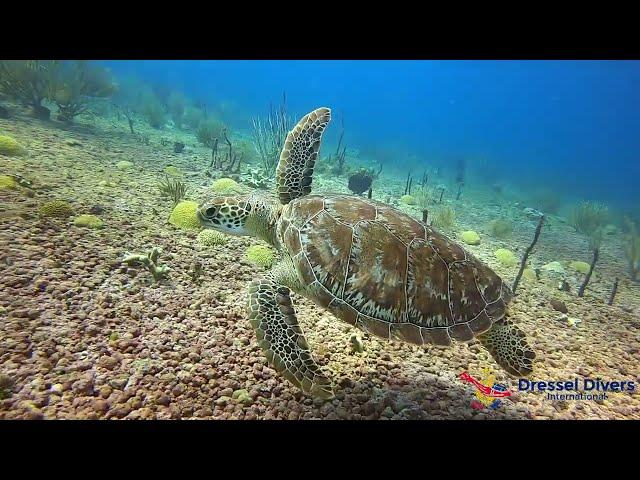 Scuba Diving in Bayahibe With Dressel Divers (May 2022)