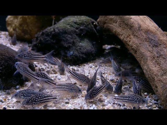 Corydoras napoensis bij Aquarium Speciaalzaak Utaka