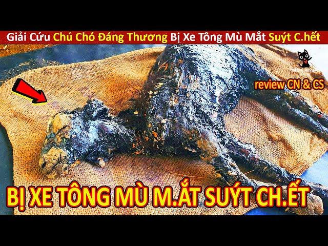 Mèo Mập Review Giải Cứu Chú Chó Bị XE TÔNG MÙ M.ẮT SUÝT CH.ẾT || Review Con Người Và Cuộc Sống