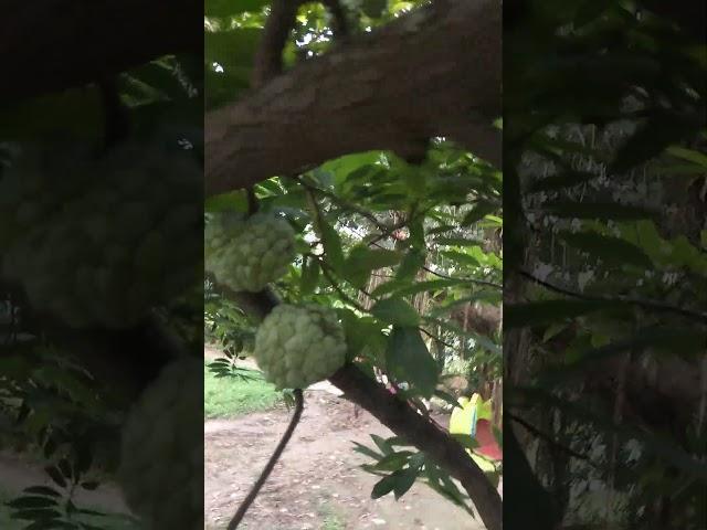 Atta#custard apple#fruit#shorts video