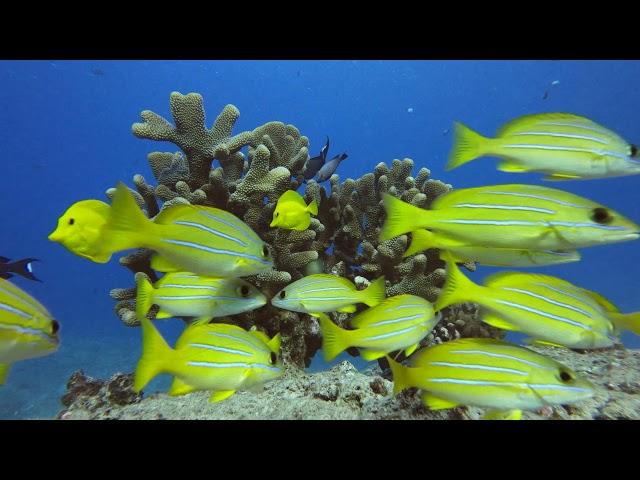 Antler Coral off the Coast of Oahu