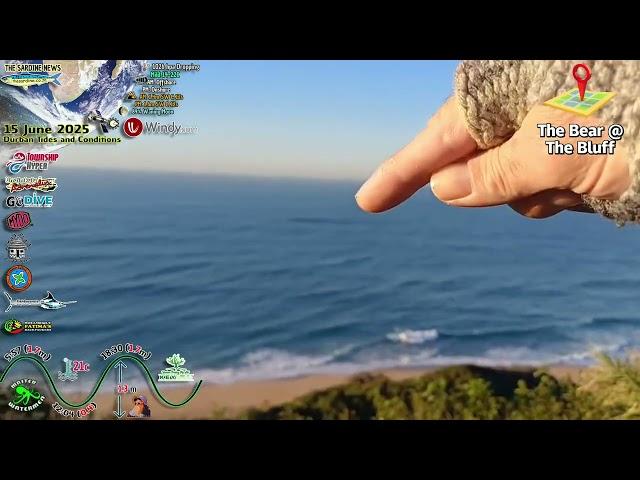Sards at The Bluff by The Bear #sardinerun2025 #sardinemigration