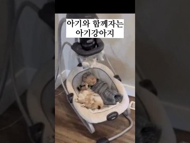 아기와 함께자는 아기강아지