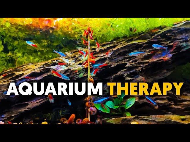 Aquarium Therapy  Chill With Red Cherry Shrimp, Amano Shrimp & Tetras