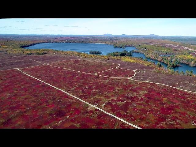 The Vast Blueberry Barrens of Downeast Maine