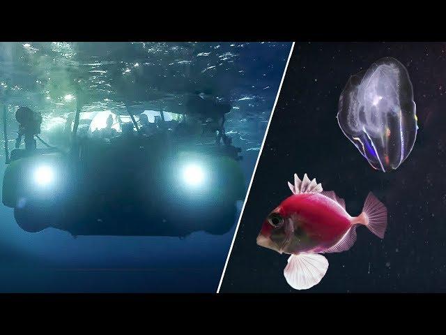 The Amazing Underwater Cinematography of Blue Planet II | Our Blue Planet | BBC Earth Explore