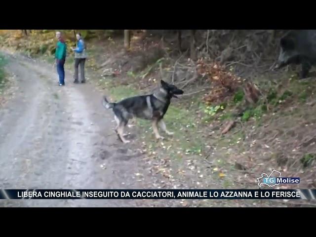 Libera cinghiale inseguito da cacciatori, animale lo azzanna e lo ferisce