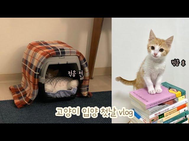 vlog | 고양이 입양 브이로그 | 입양 첫날 | 친해지려면 기절해라 | 초보집사 | 개냥이 | 치즈 코숏 | 포인핸드