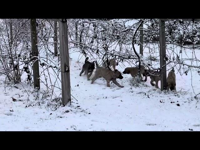 Kangal pups in the grapes