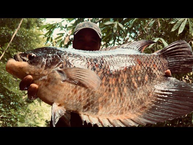 Cá Rừng Rất Lớn 3 Ngày 2 Đêm Sống Trong Rừng / Fishing in the rainforest at night