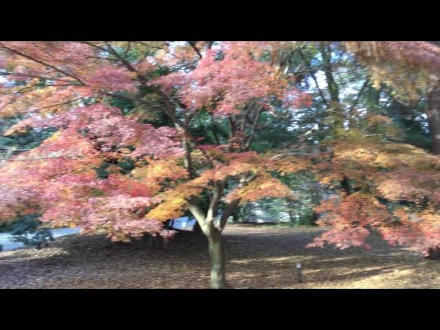 Imperial palace grounds Kyoto 14 Dec 16