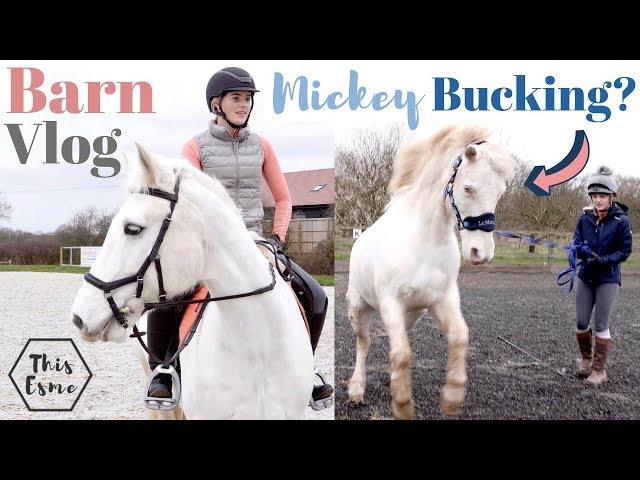 Mickey Bucking on the Lunge + Jumping Lesson with Casper - a Chaotic Barn Vlog AD | This Esme