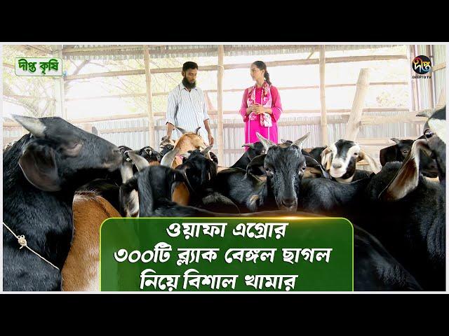 Deepto Krishi | ব্ল্যাক বেঙ্গল জাতের ছাগল যেসব কারণে অনন্য | Black Bengal Goat | Goat Farming | 1557