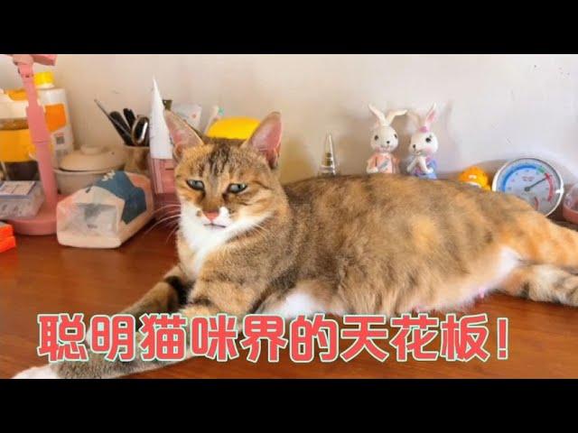 聪明猫咪界的顶流，不仅能听懂人话，还是家里农作物仓库守护者！【网红故事分享】