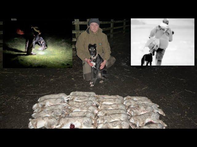 Lamping Rabbits with Lurchers - Pest Control with Thermal Footage (Feb 2024)