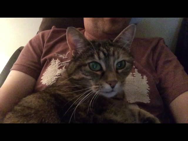 Gorgeous tabby cat loves cuddles and seeing herself on camera