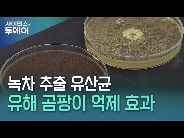 녹차에서 분리한 유산균으로 햄 유해 곰팡이 잡는다 / YTN 사이언스