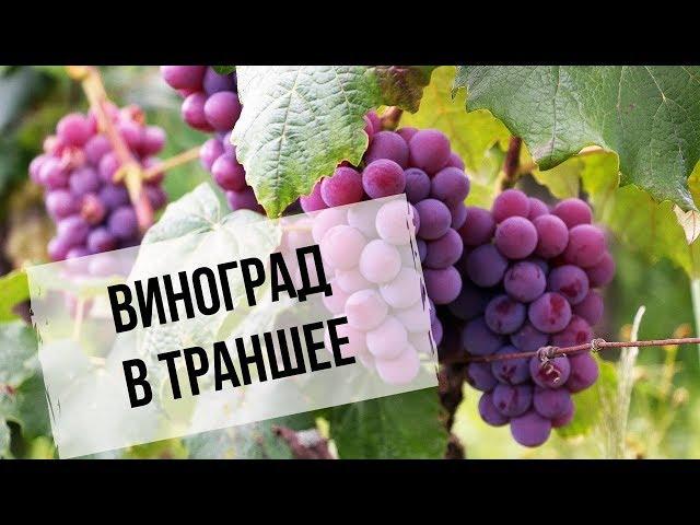 Виноград в траншее | Преимущества для Сибири | Как сделать траншею?