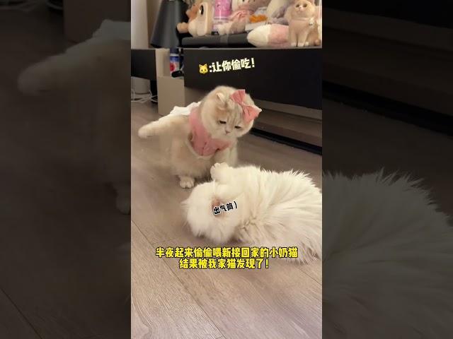 【#薄荷猫猫甜不甜】:我不管!全赖你!! #治愈系猫咪 #我和我的猫 #薄荷猫猫