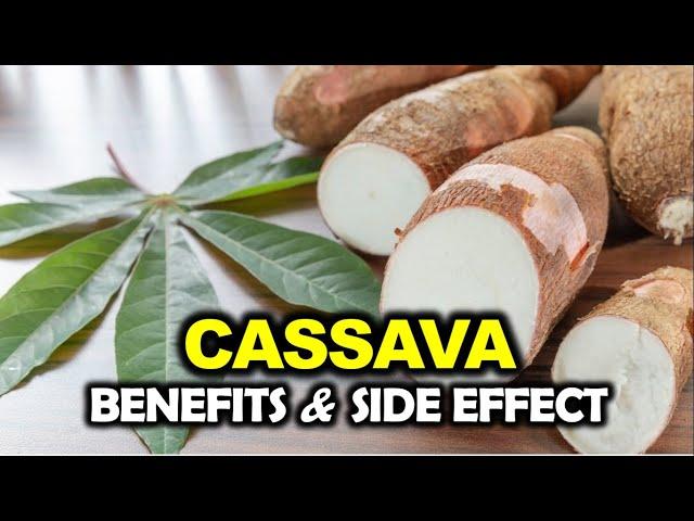 Cassava Benefits and Side Effects