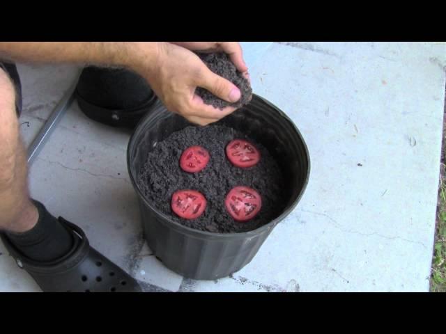 The EASIEST Way to Grow Tomato Seedlings