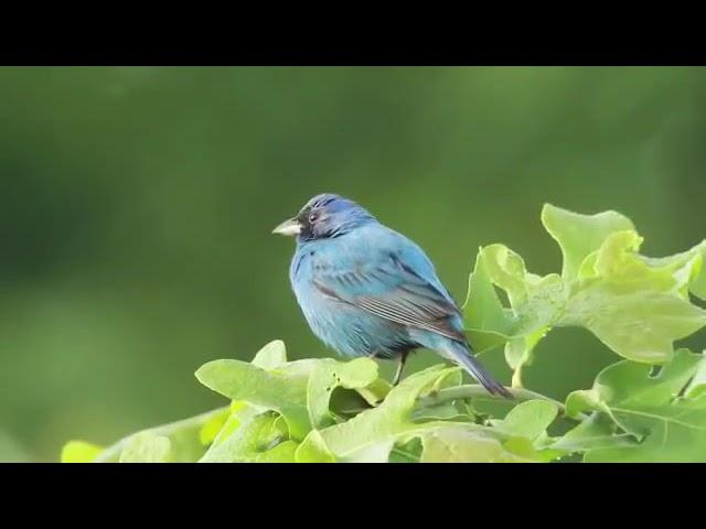 Sonidos para atraer aves