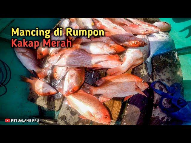 Luar Biasa! Mancing Kakap Merah di Rumpon Tidak Ada Habisnya!