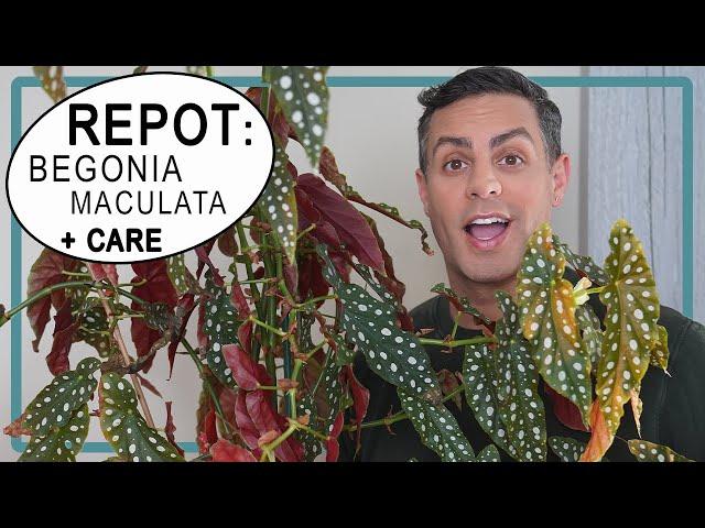 How-to Repot Your Begonia Maculata (Angel Wings Begonia) | Plant Care Tips For The Begonia Maculata