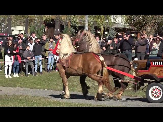 Expozitie de cai Valea strajii, Bistrita Nasaud 26 Oct. 2024 Nou!!!